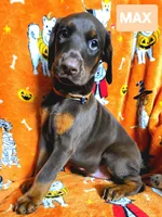 MAX, a male Doberman Pinscher for sale in Myakka City, FL – 1 of 1