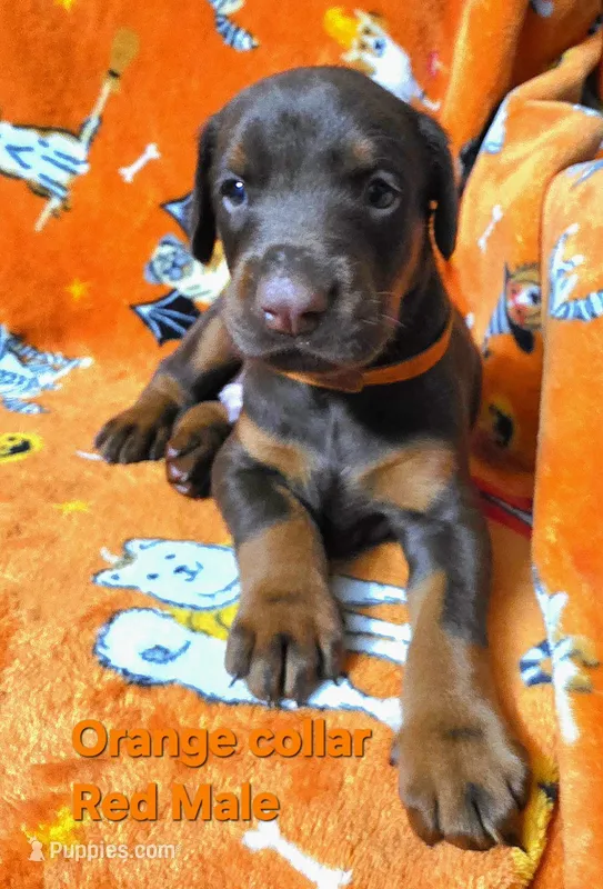 MAX – Doberman Pinscher puppy for sale in Myakka City, FL