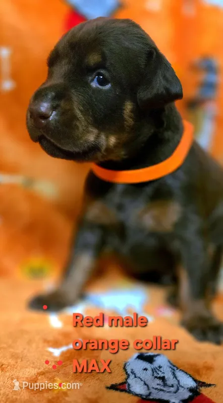 MAX – Doberman Pinscher puppy for sale in Myakka City, FL