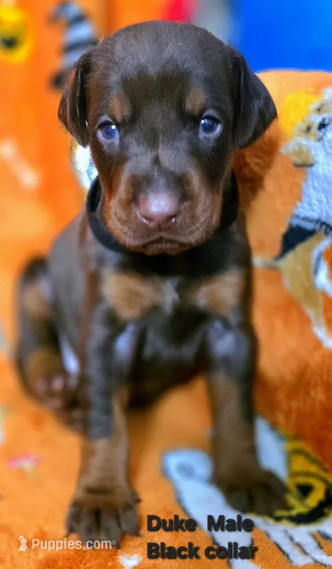 DUKE – Doberman Pinscher puppy for sale in Myakka City, FL