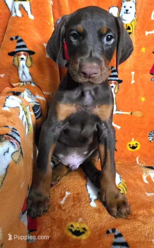 DUKE – Doberman Pinscher puppy for sale in Myakka City, FL