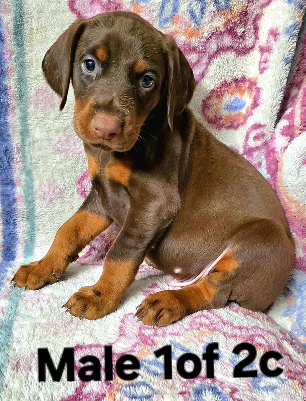 DUKE – Doberman Pinscher puppy for sale in Myakka City, FL