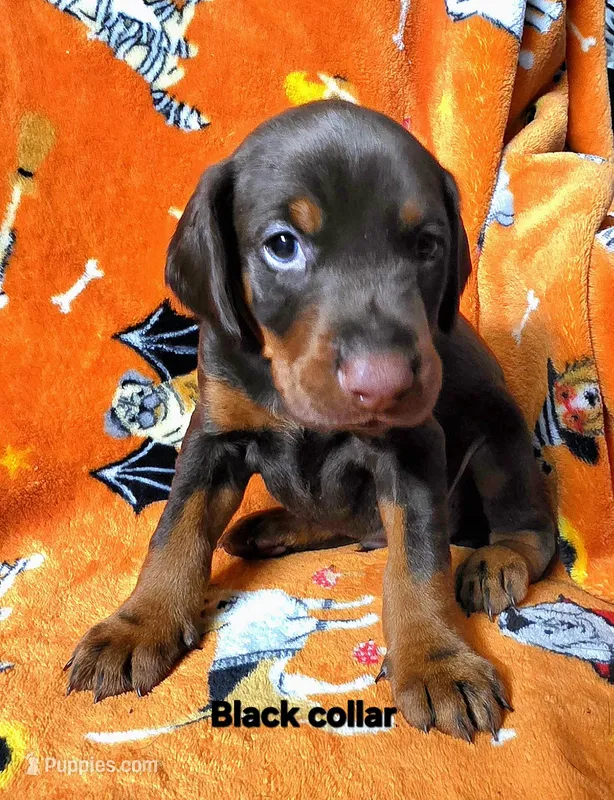 DUKE – Doberman Pinscher puppy for sale in Myakka City, FL