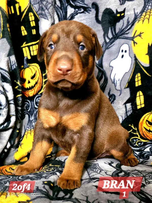 BRAN  – Doberman Pinscher puppy for sale in Myakka City, FL