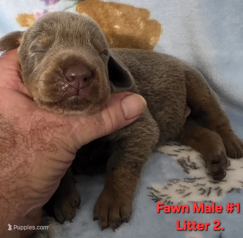 Hades – Doberman Pinscher puppy for sale in Myakka City, FL