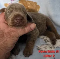 Hades, a male Doberman Pinscher for sale in Myakka City, FL – 1 of 1