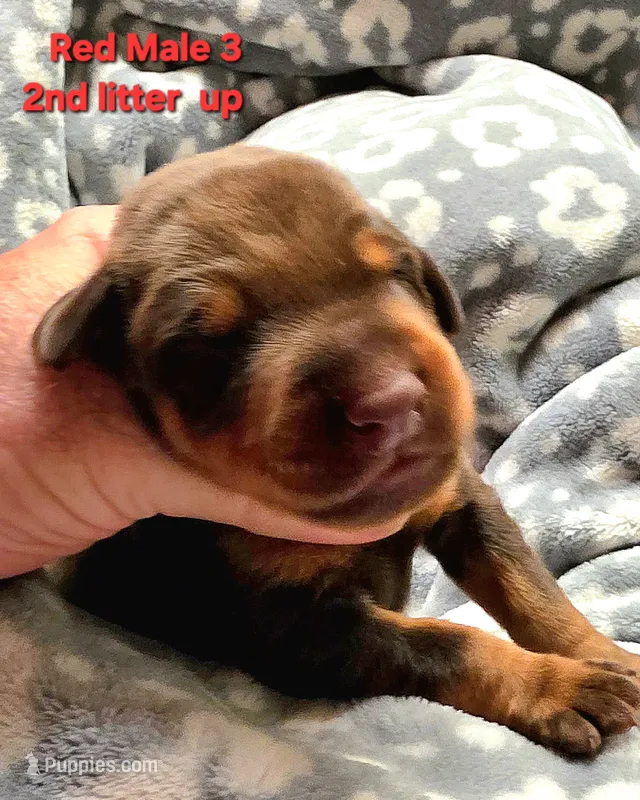 Bane – Doberman Pinscher puppy for sale in Myakka City, FL