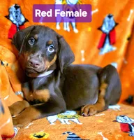 KERA, a female Doberman Pinscher for sale in Myakka City, FL – 1 of 1