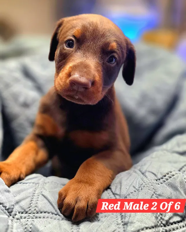 Zeke – Doberman Pinscher puppy on hold in Myakka City, FL