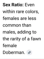 ZEVA, a female Doberman Pinscher for sale in Myakka City, FL – Photo 4 of 4