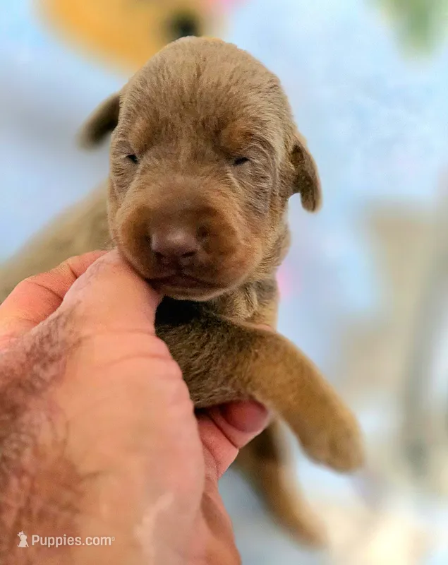 Onyx – Doberman Pinscher puppy for sale in Myakka City, FL