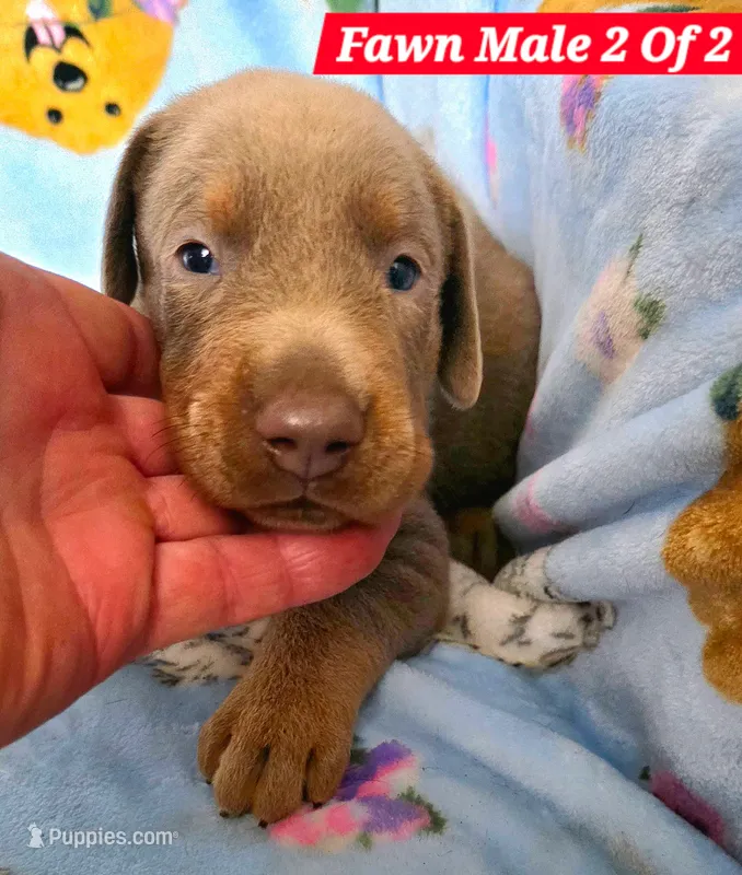 KYLO – Doberman Pinscher puppy for sale in Myakka City, FL