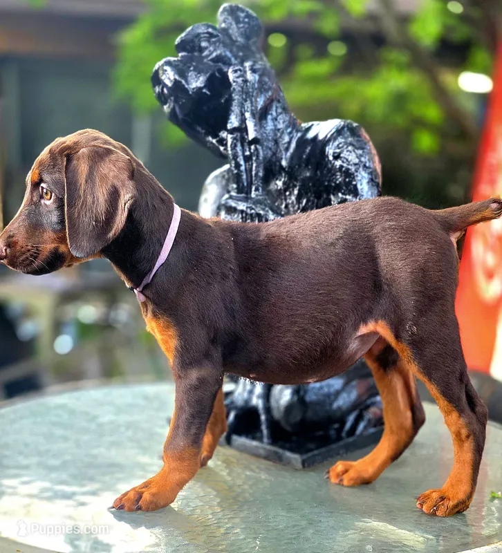 KERA – Doberman Pinscher puppy for sale in Myakka City, FL