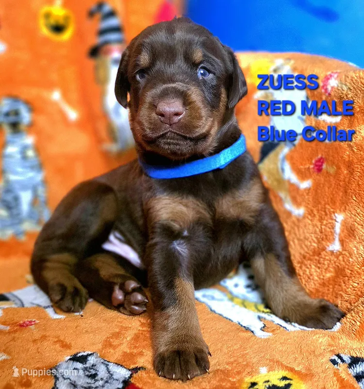 ZUESS – Doberman Pinscher puppy for sale in Myakka City, FL