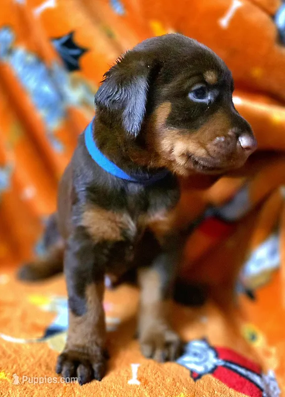 ZUESS – Doberman Pinscher puppy for sale in Myakka City, FL