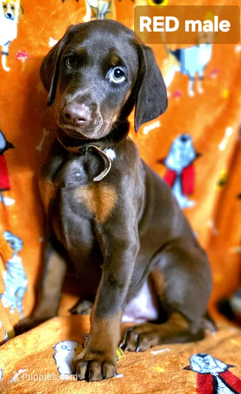 MAX – Doberman Pinscher puppy for sale in Myakka City, FL