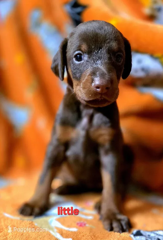 FREYA – Doberman Pinscher puppy for sale in Myakka City, FL