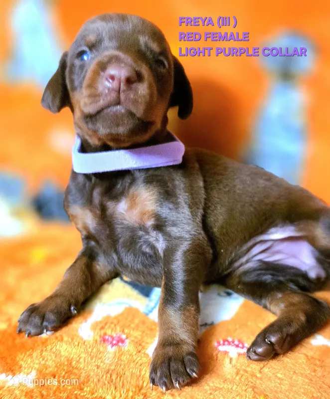 FREYA – Doberman Pinscher puppy for sale in Myakka City, FL
