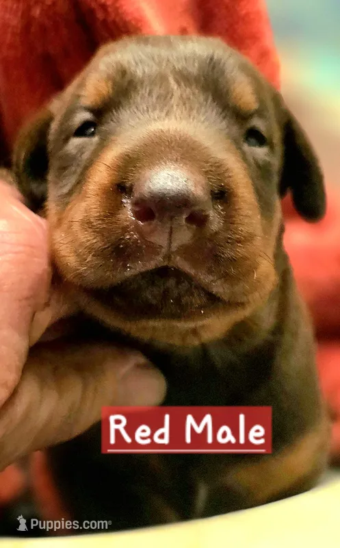 ATLO – Doberman Pinscher puppy for sale in Myakka City, FL