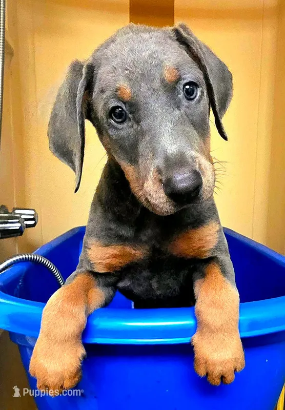 NIMBUS STEEL – Doberman Pinscher puppy for sale in Myakka City, FL