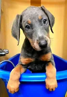 NIMBUS STEEL, a male Doberman Pinscher for sale in Myakka City, FL – 1 of 1
