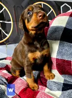Athena w, a female Doberman Pinscher for sale in Myakka City, FL – Photo 2 of 2