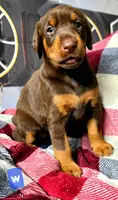 Athena w, a female Doberman Pinscher for sale in Myakka City, FL – Photo 1 of 2