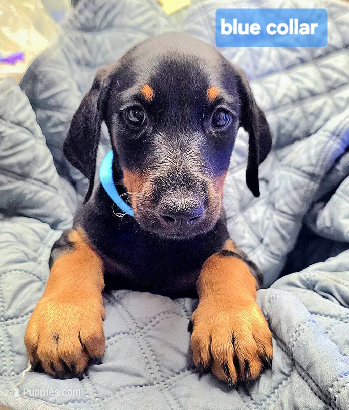 Senka – Doberman Pinscher puppy for sale in Myakka City, FL