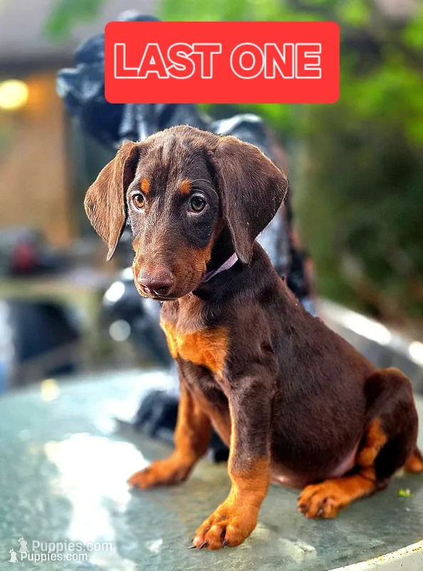 KERA – Doberman Pinscher puppy for sale in Myakka City, FL
