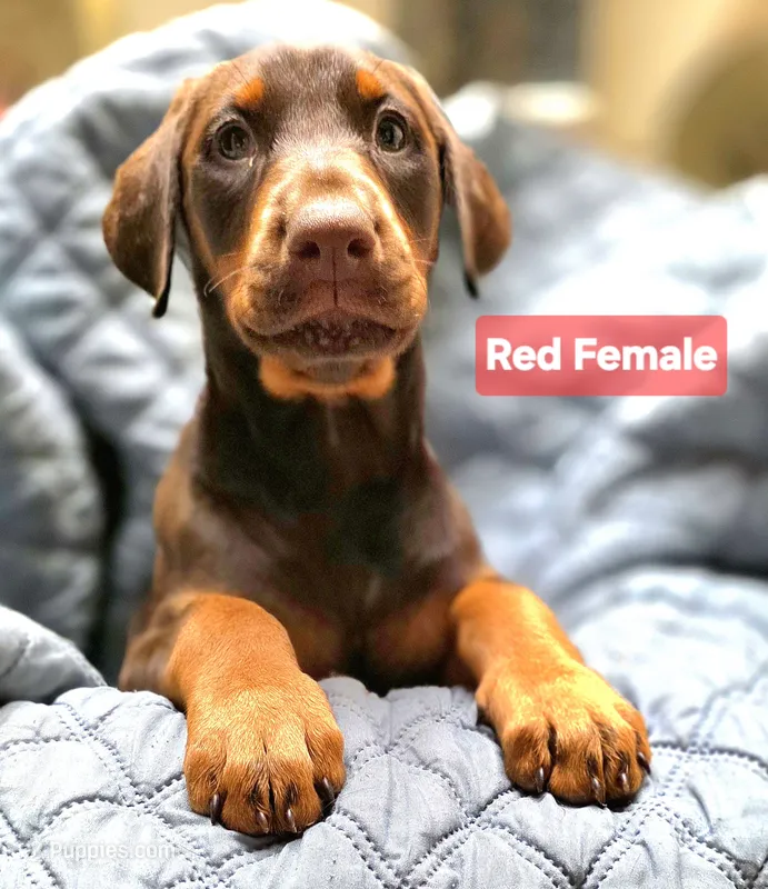 Paprika  – Doberman Pinscher puppy for sale in Myakka City, FL
