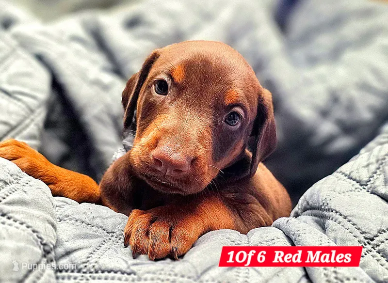 Zuko – Doberman Pinscher puppy for sale in Myakka City, FL