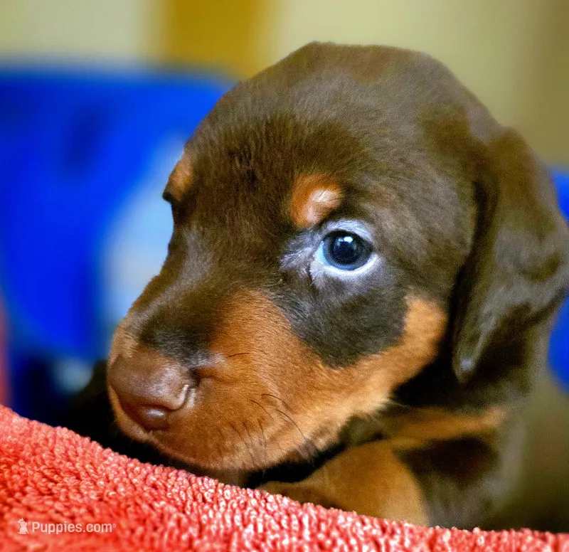 ATLO – Doberman Pinscher puppy for sale in Myakka City, FL