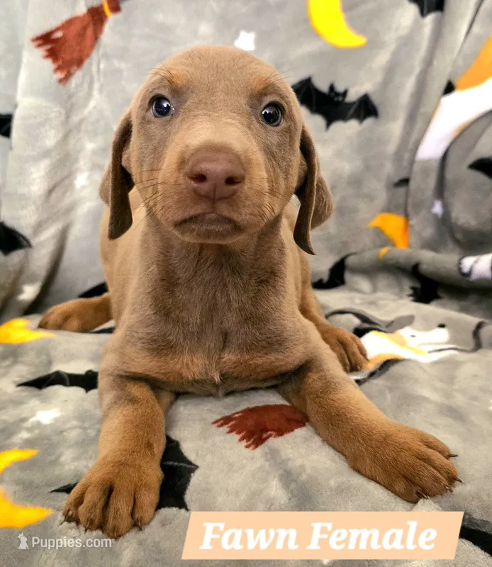 Onyx – Doberman Pinscher puppy for sale in Myakka City, FL