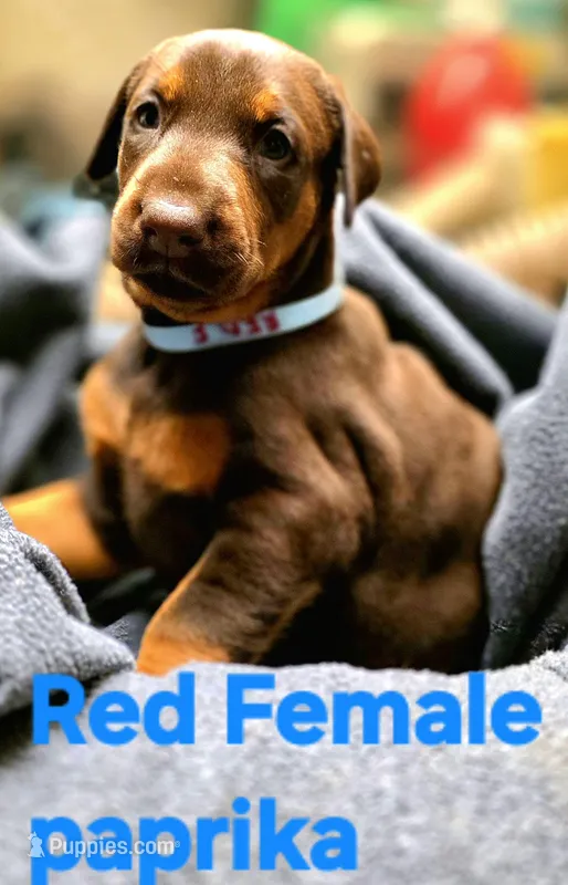 Paprika  – Doberman Pinscher puppy for sale in Myakka City, FL