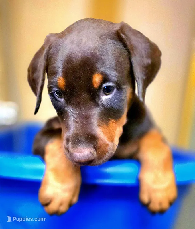 Paprika  – Doberman Pinscher puppy for sale in Myakka City, FL