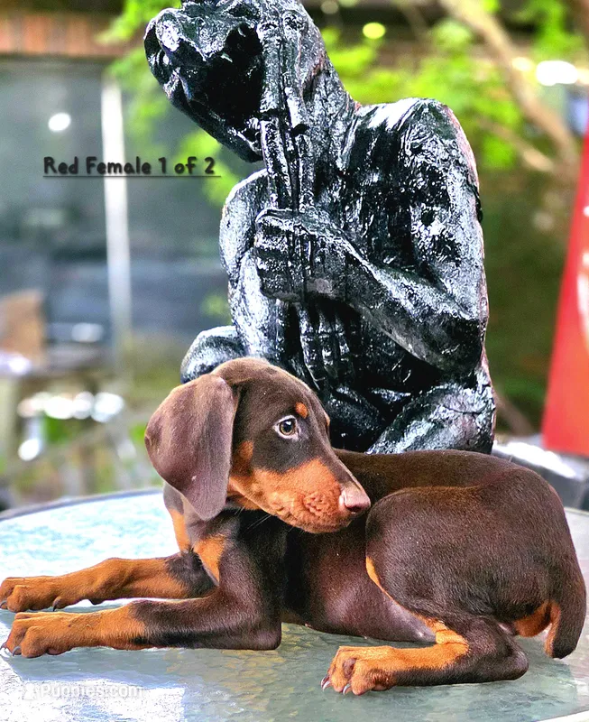 NOVA  – Doberman Pinscher puppy for sale in Myakka City, FL