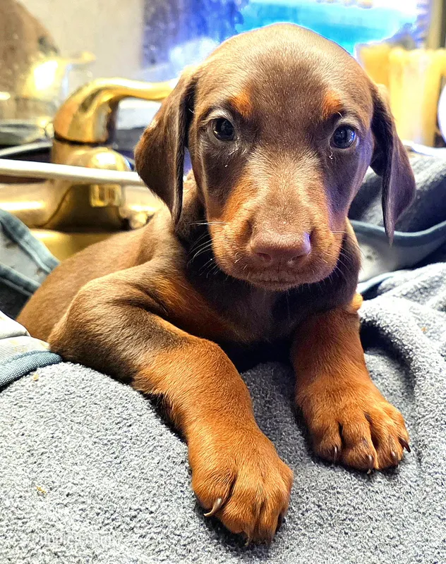 Zuko – Doberman Pinscher puppy for sale in Myakka City, FL
