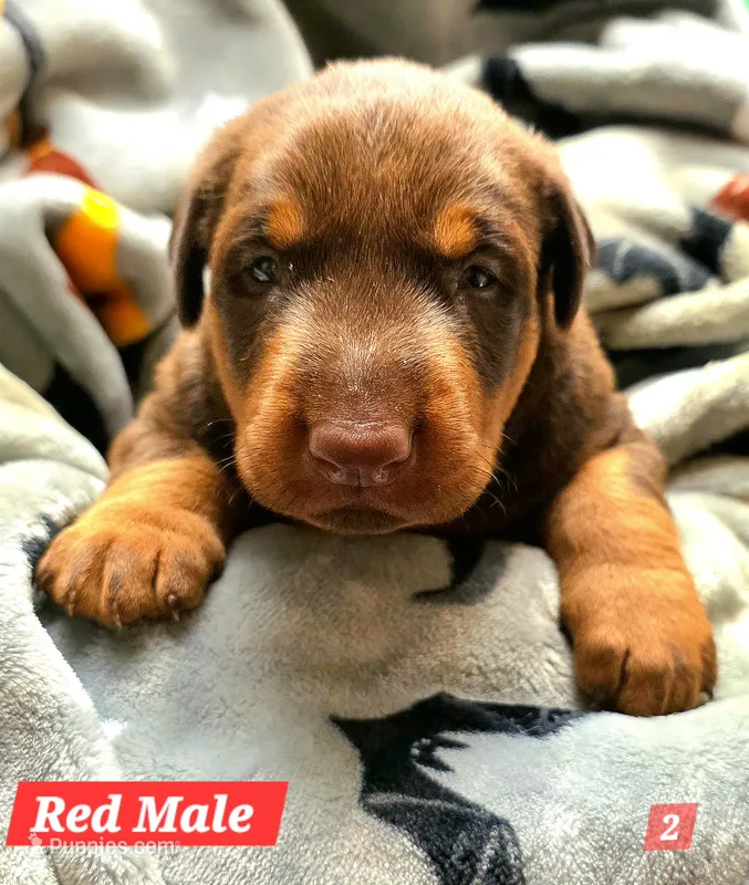COPPER  – Doberman Pinscher puppy for sale in Myakka City, FL
