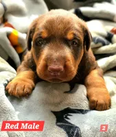 COPPER , a male Doberman Pinscher for sale in Myakka City, FL – 1 of 1