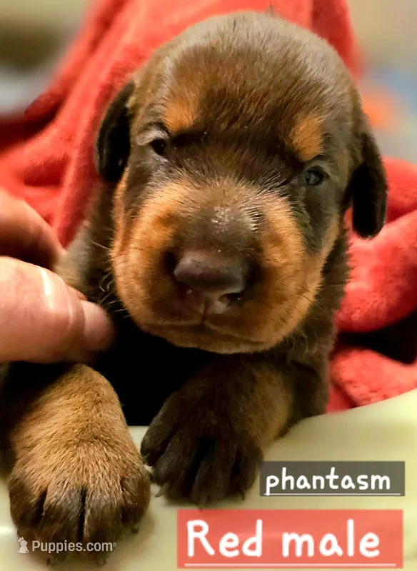 Phantom  – Doberman Pinscher puppy for sale in Myakka City, FL