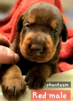 Phantom , a male Doberman Pinscher for sale in Myakka City, FL – 1 of 1
