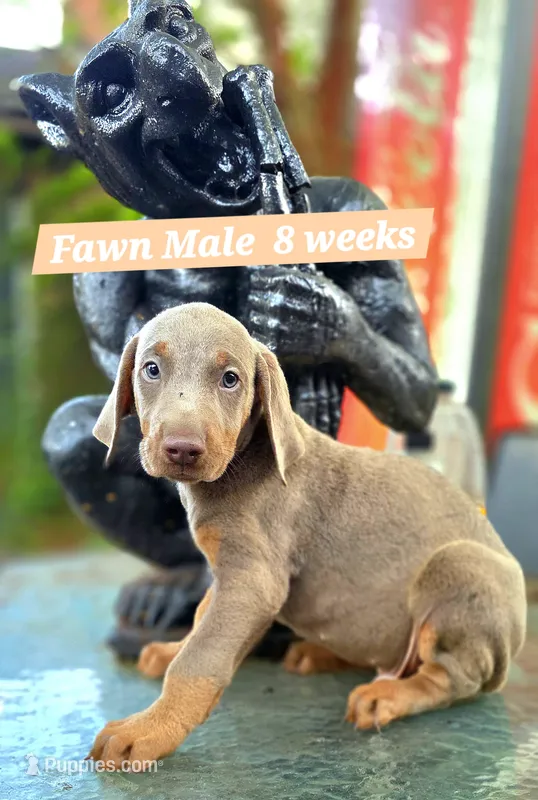 KYLO – Doberman Pinscher puppy for sale in Myakka City, FL