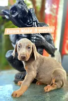 KYLO, a male Doberman Pinscher for sale in Myakka City, FL – 1 of 1