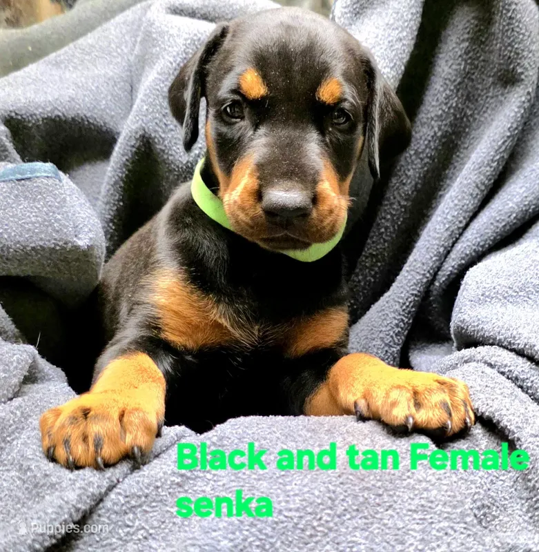 Senka – Doberman Pinscher puppy for sale in Myakka City, FL