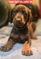 Opel w, a female Doberman Pinscher for sale in Myakka City, FL – Photo 1 of 2