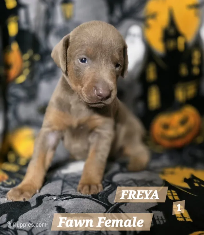 FREYA  – Doberman Pinscher puppy for sale in Myakka City, FL