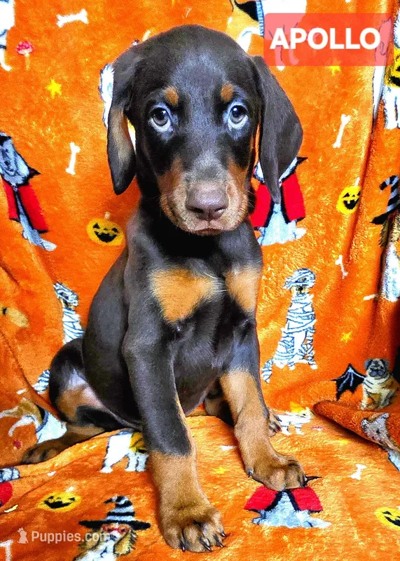 APOLLO  – Doberman Pinscher puppy for sale in Myakka City, FL