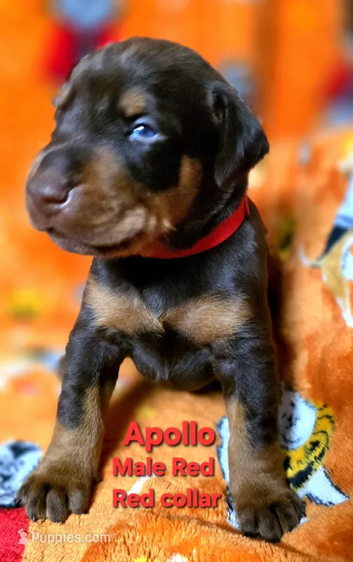 APOLLO  – Doberman Pinscher puppy for sale in Myakka City, FL