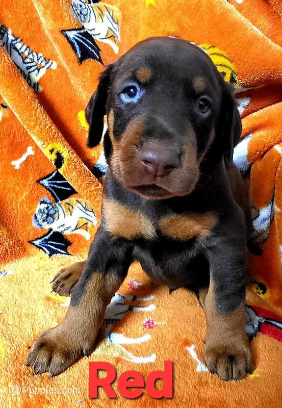 APOLLO  – Doberman Pinscher puppy for sale in Myakka City, FL