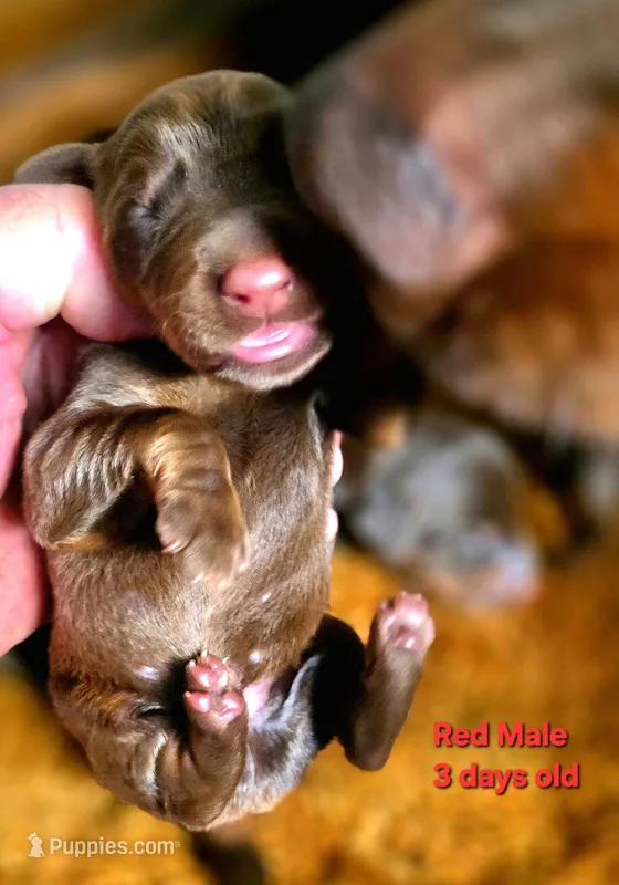 HERA – Doberman Pinscher puppy for sale in Myakka City, FL